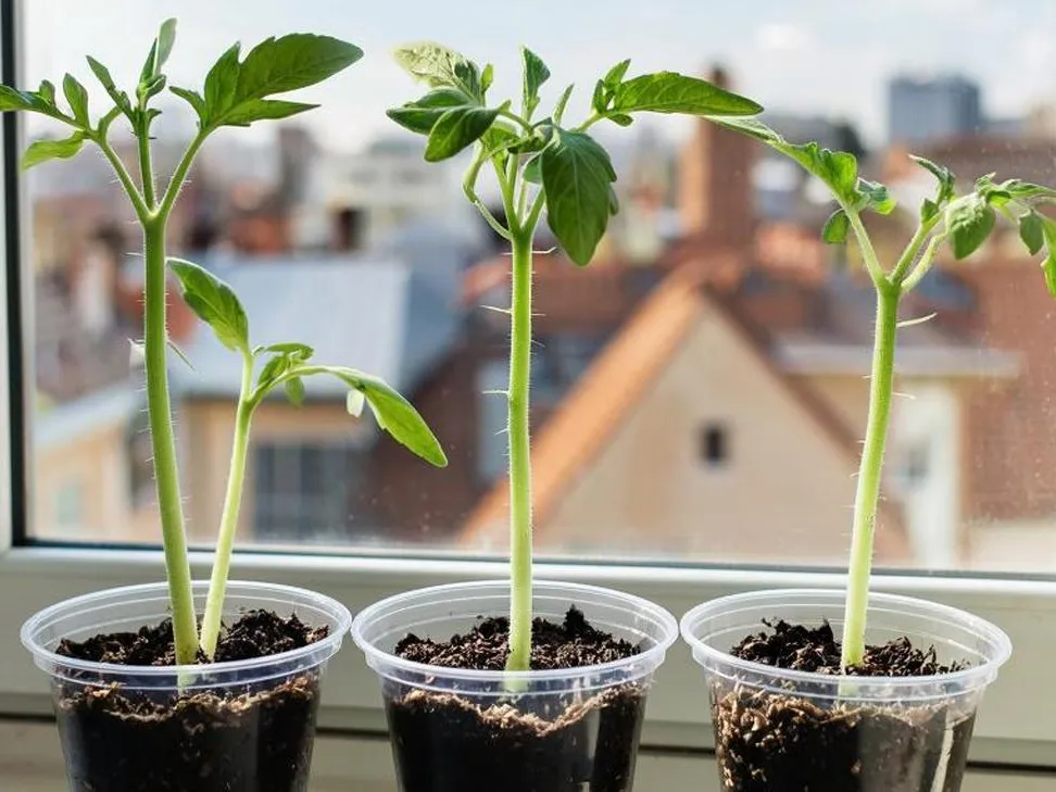 Не только зелень: что можно выращивать дома на подоконнике зимой
