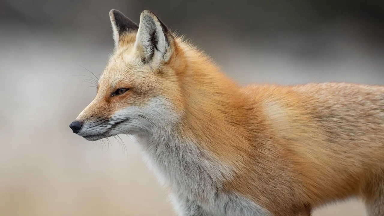 istockphoto.com/Harry Collins