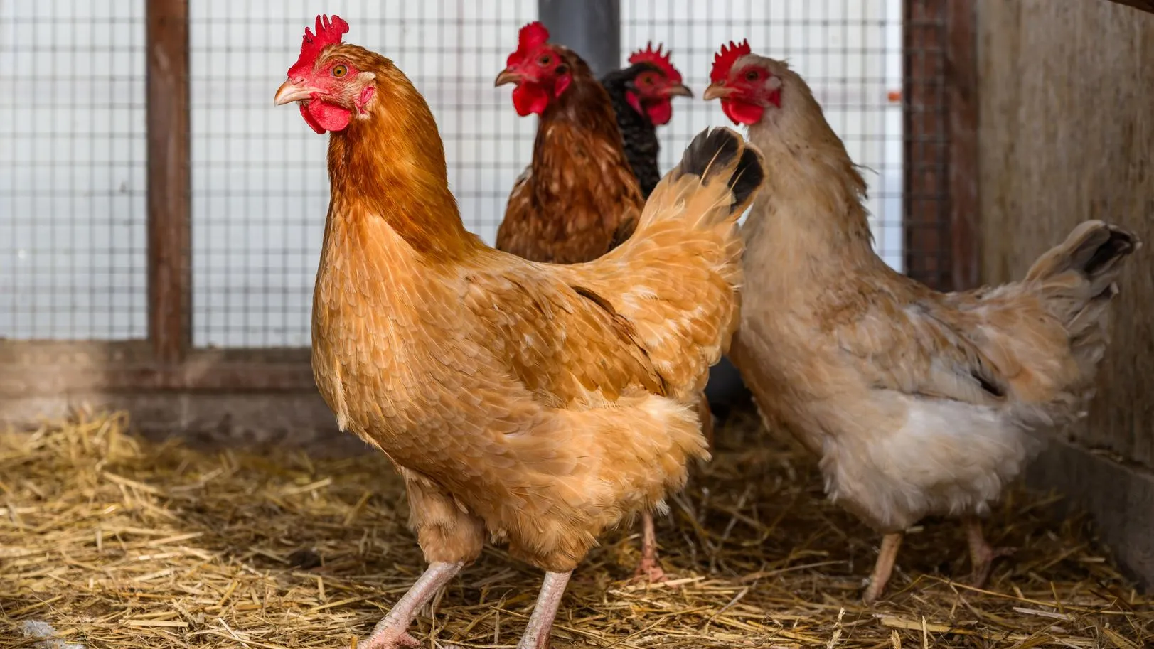 Фото: медиасток.рф