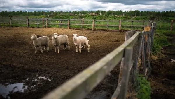Сумма грантов фермерам МО с начала реализации программы превысила 1 млрд рублей