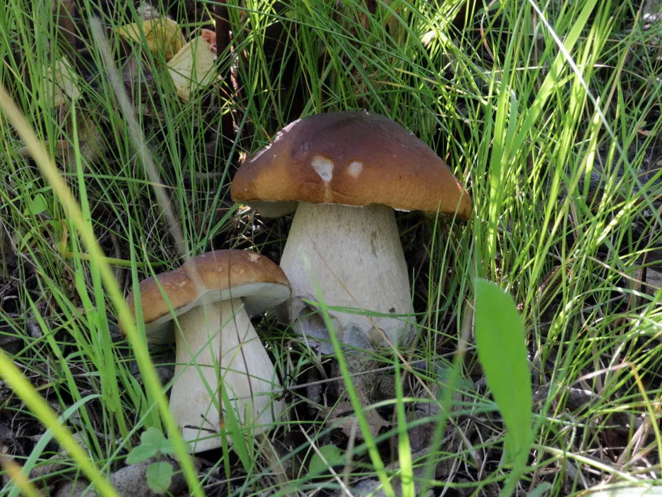 Фото: медиасток.рф