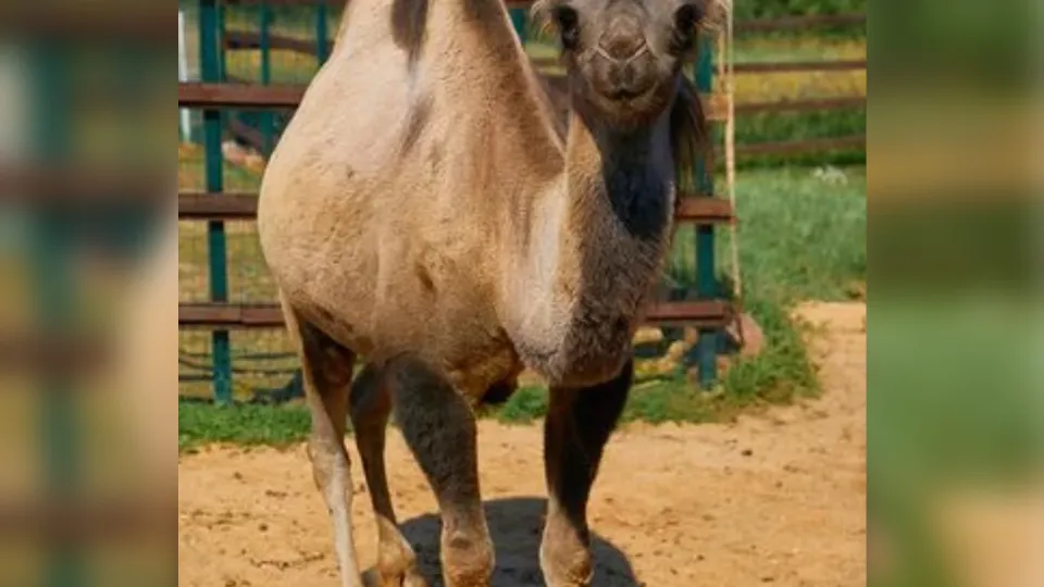 Фото: Ферма Российские Альпаки