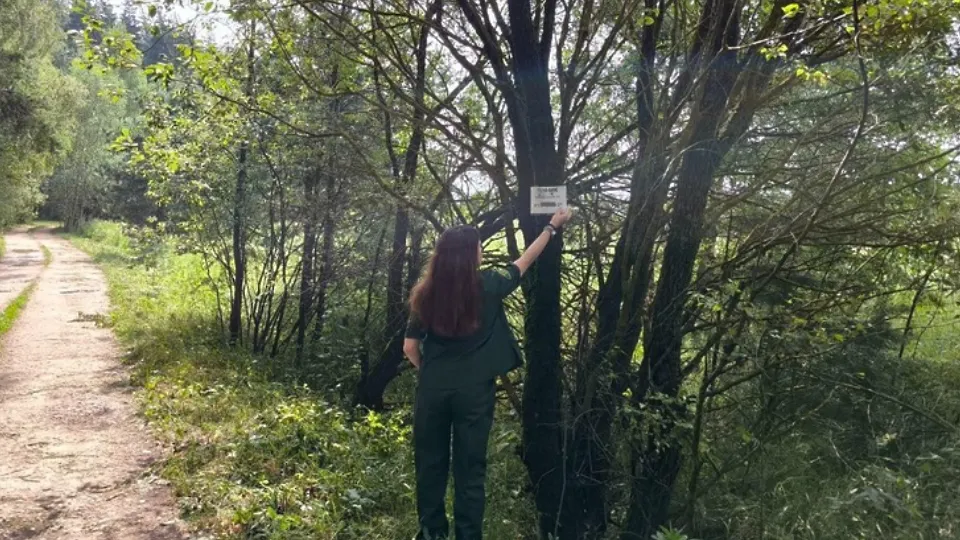 Фото: Егорьевский филиал «Мособллеса»