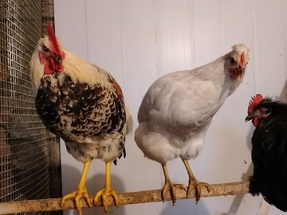 Куры и петух породы юрловская голосистая.&nbsp;Фото: Вера Шишова