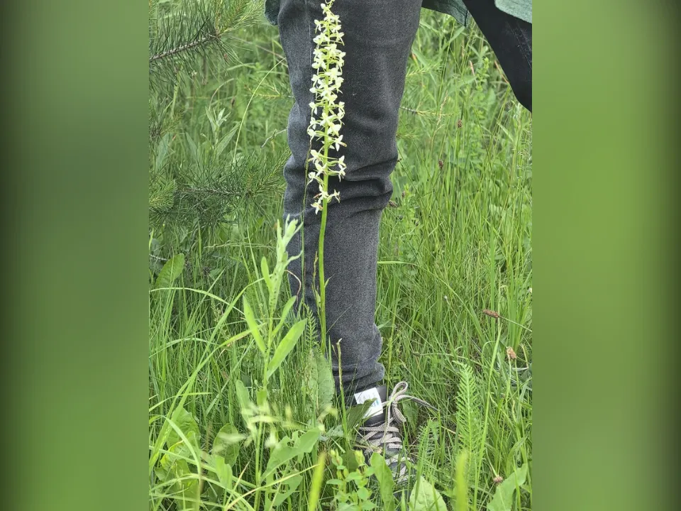 Фото: vk.com/Сухановский лес