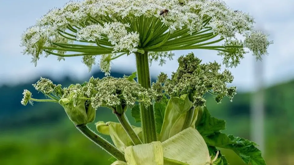Фото: Министерство сельского хозяйства и продовольствия Московской области