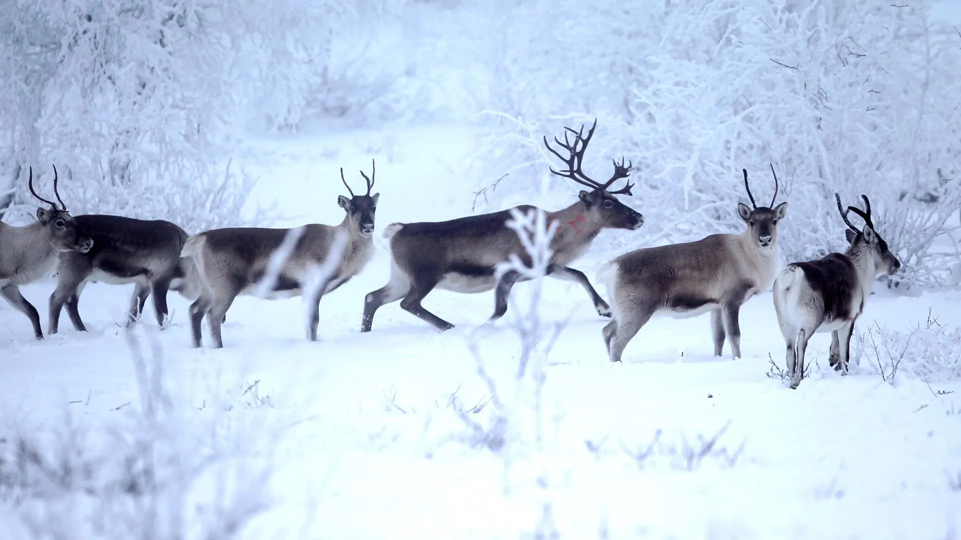 Li Jizhi/ZUMAPRESS.com