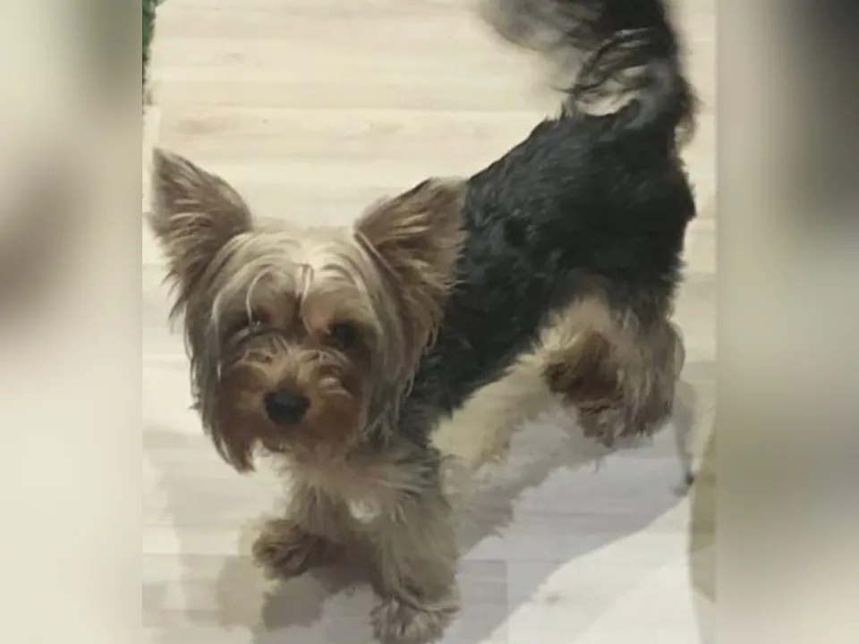 Настоящая Алиса