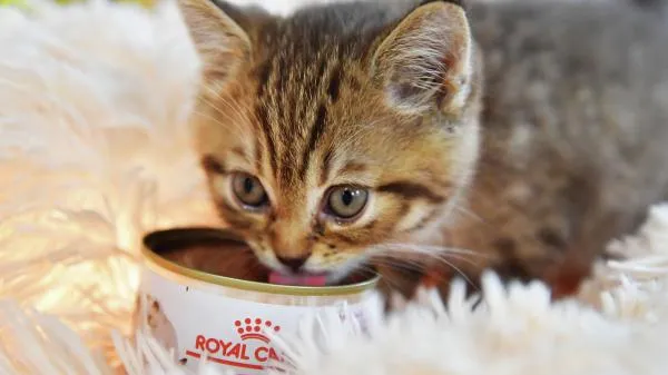 Ветеринар Наумова перечислила противопоказанные продукты для собак и кошек