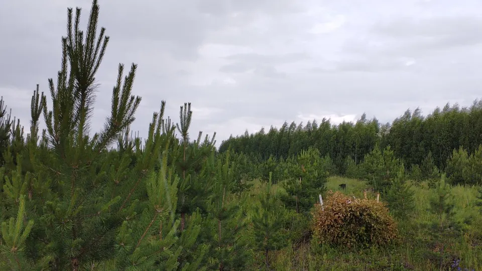 Фото: ГКУ МО «Мособллес»