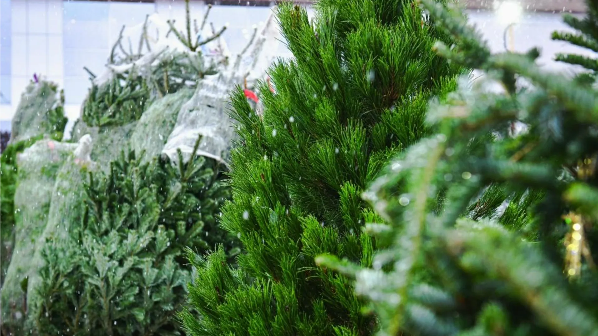 Фото: пресс-служба администрации г. о. Химки