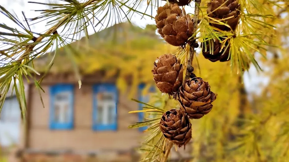 Фото: REGIONS/Алексей Селиверстов