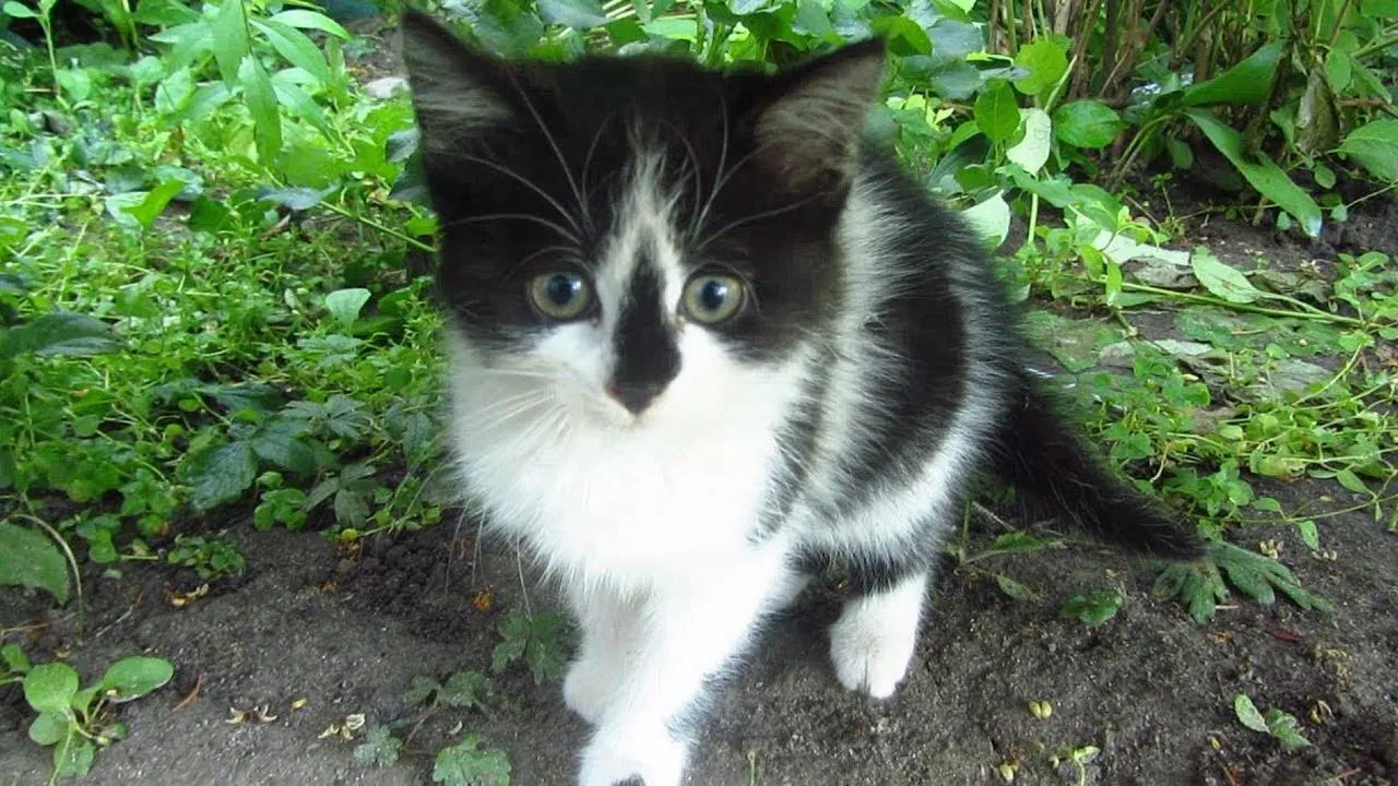 личный архив Анны Макаровой