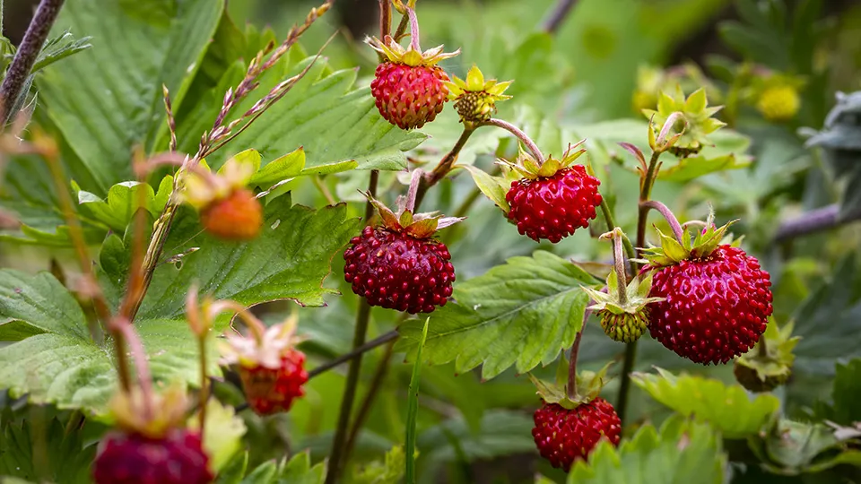 Фото: freepik.com