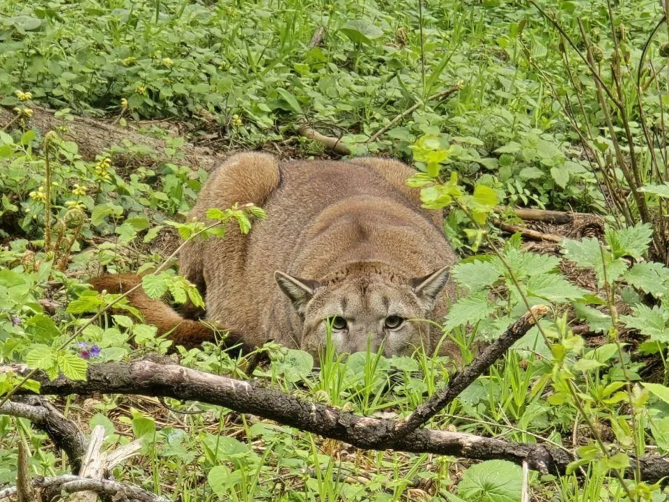 REGIONS/Яна Шаливская