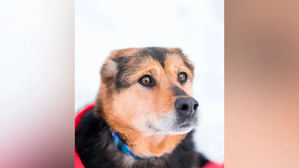 Фото: Министерство сельского хозяйства и продовольствия МО