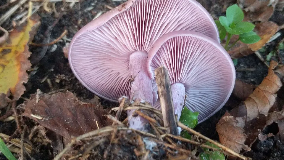 Фото: сommons.wikimedia/Michel Langeveld