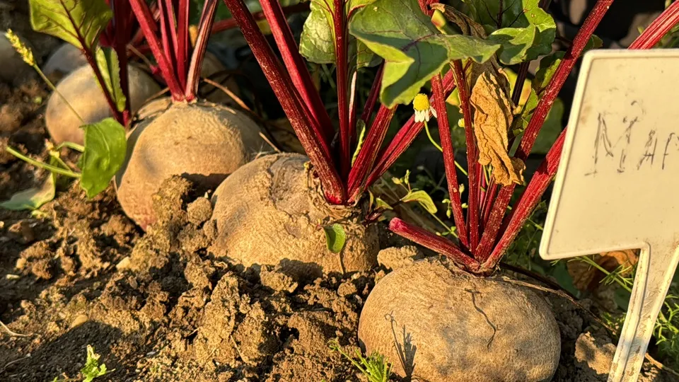 Фото: МедиаБанк Подмосковья/Мария Шматкова