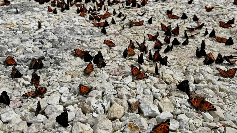 Фото: Лариса Эрмиш