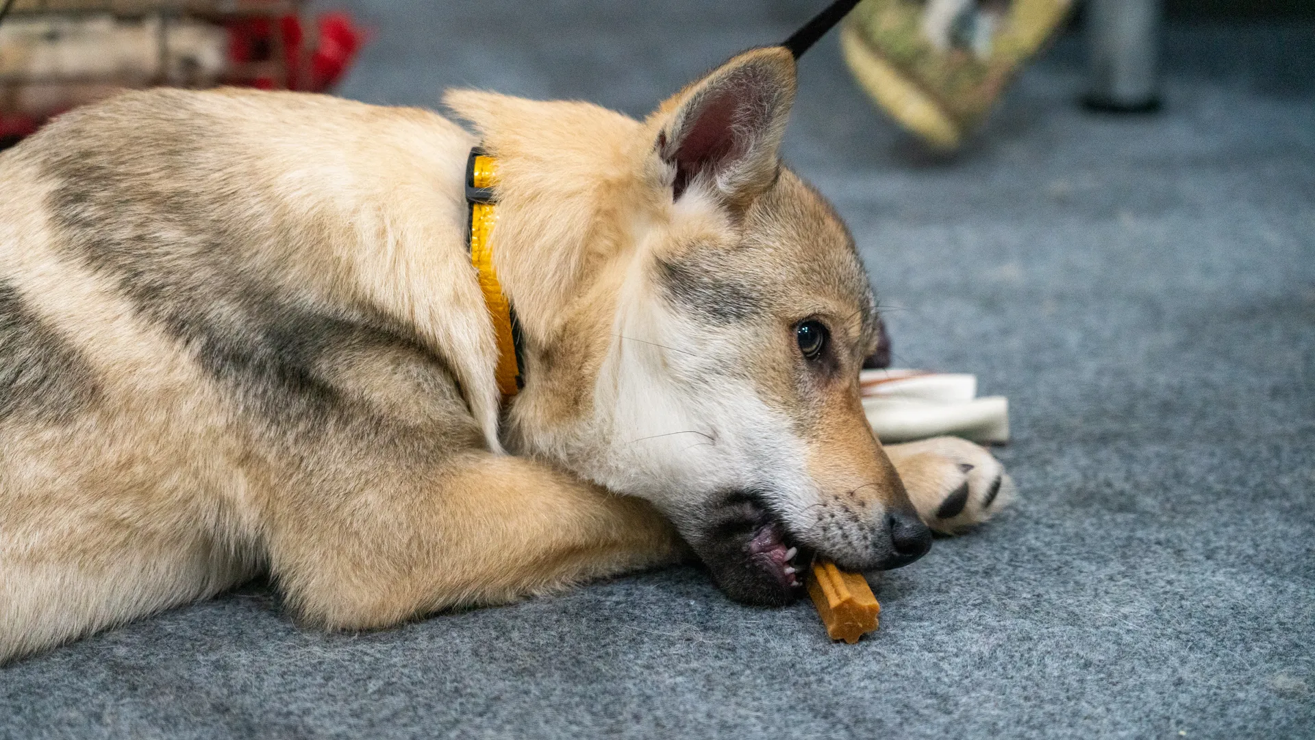 Преданные, но не брошенные: эксперт раскрыла шокирующую правду о бездомных животных в России