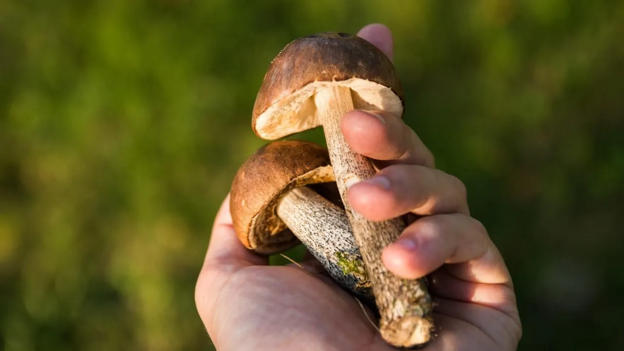 Подмосковные лесники могут выиграть iPhone 15 за самый большой найденный гриб