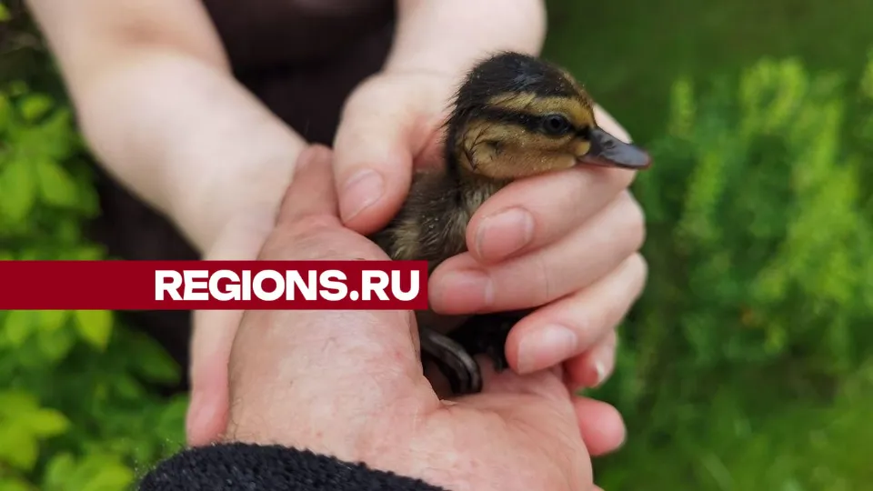 Фото: Дмитрий Зайчиков