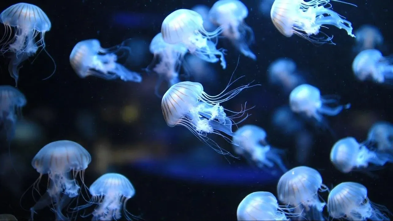 «Пошли на акул, а попали в облако медуз»: российские дайверы на Мальдивах получили сильные ожоги в море