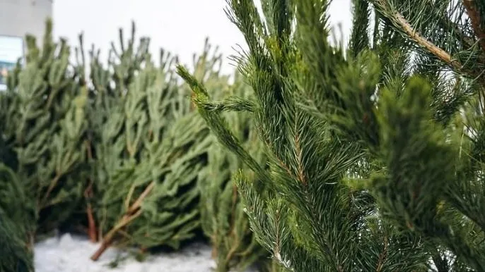 Елочный базар. Фото: пресс-служба администрации Щелково