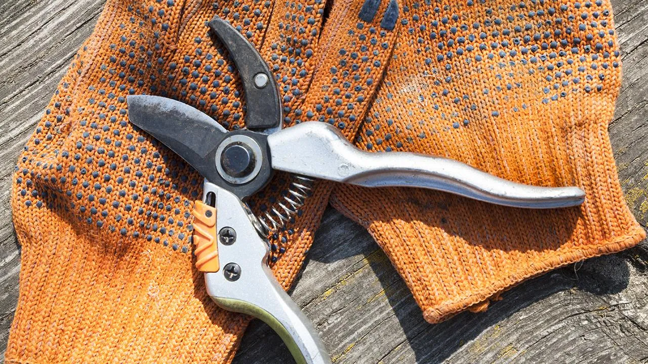 istockphoto.com/rootstocks