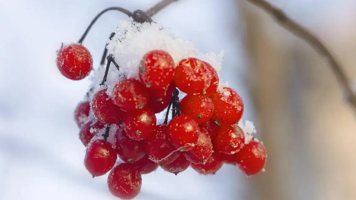 Калина. Фото: ТГ-канал Комитета лесного хозяйства Московской области/https://t.me/mosoblcomles/5284