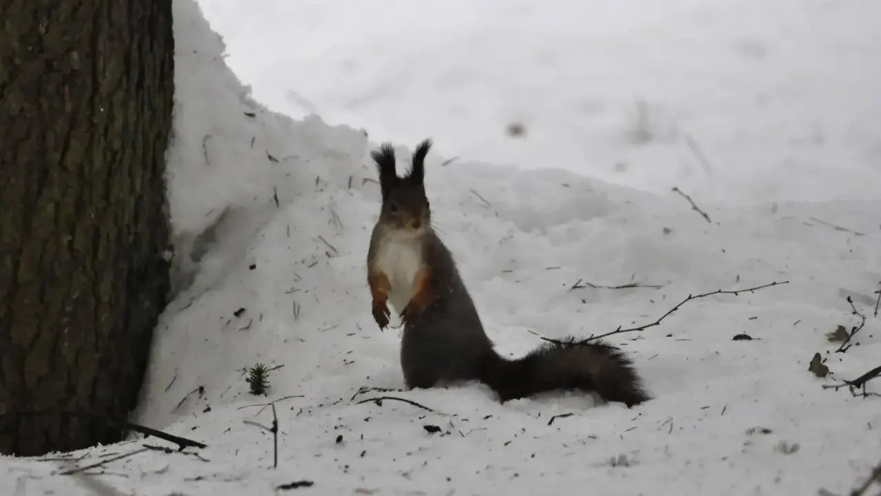пресс-служба нацпарка "Лосиный остров"