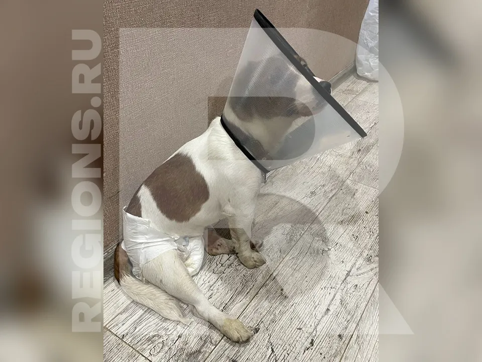 Фото предоставлено владелицей собаки