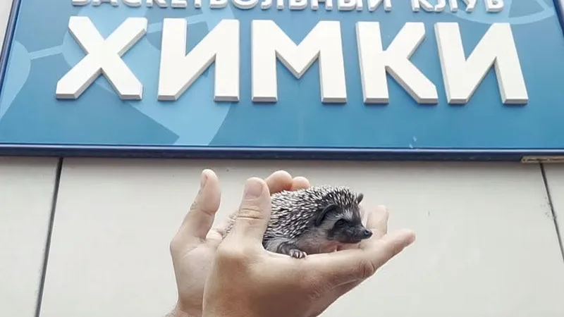 Пресс-служба БК «Химки» 