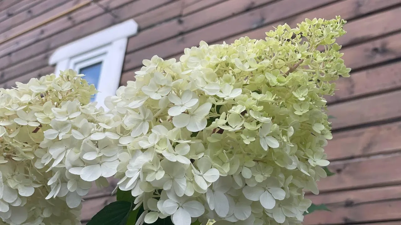 Дарья Леонова