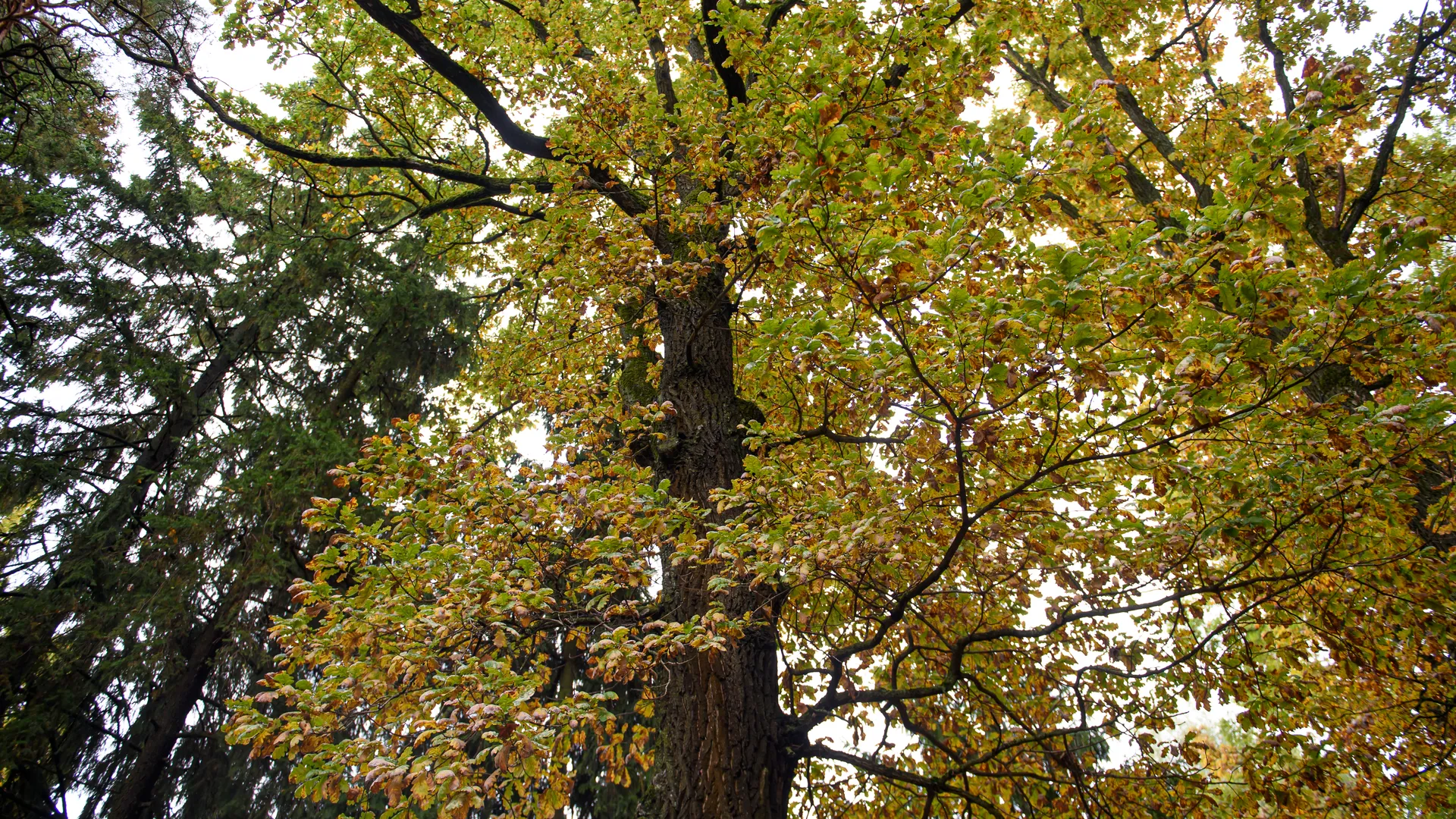 Осенние виды Столетнего парка в Жаворонках
