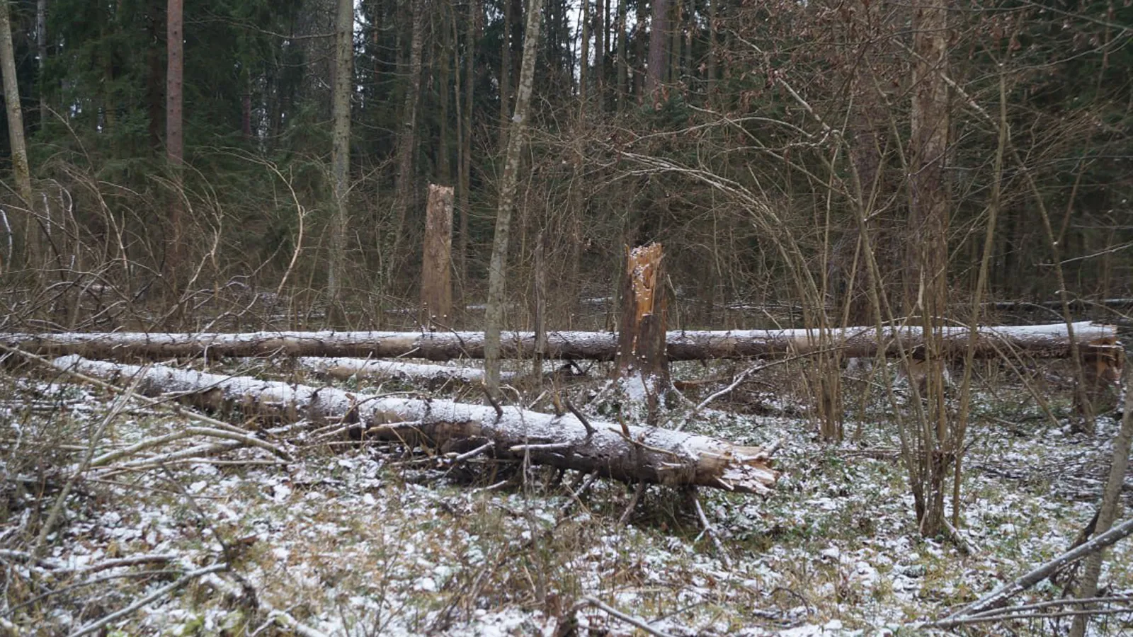 Фото: филиал «Русский лес» ГКУ МО «Мособллес»