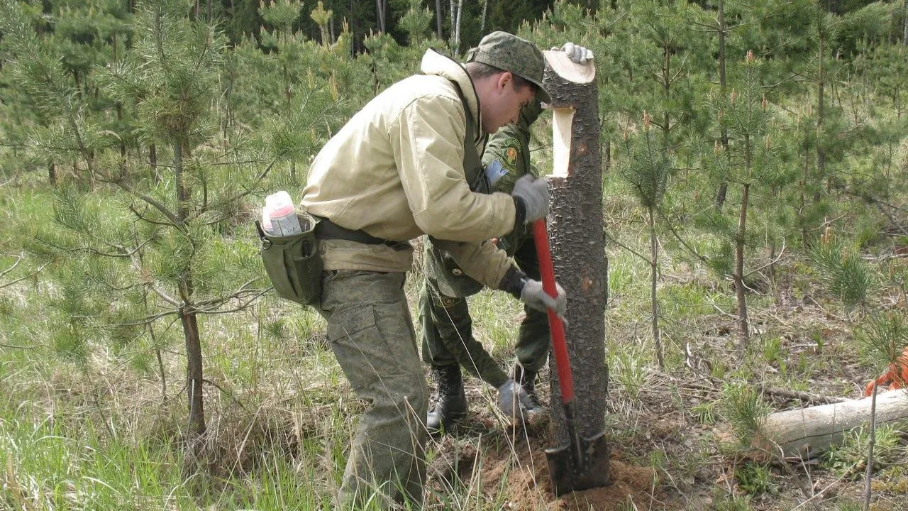 Фото: Комитет лесного хозяйства МО