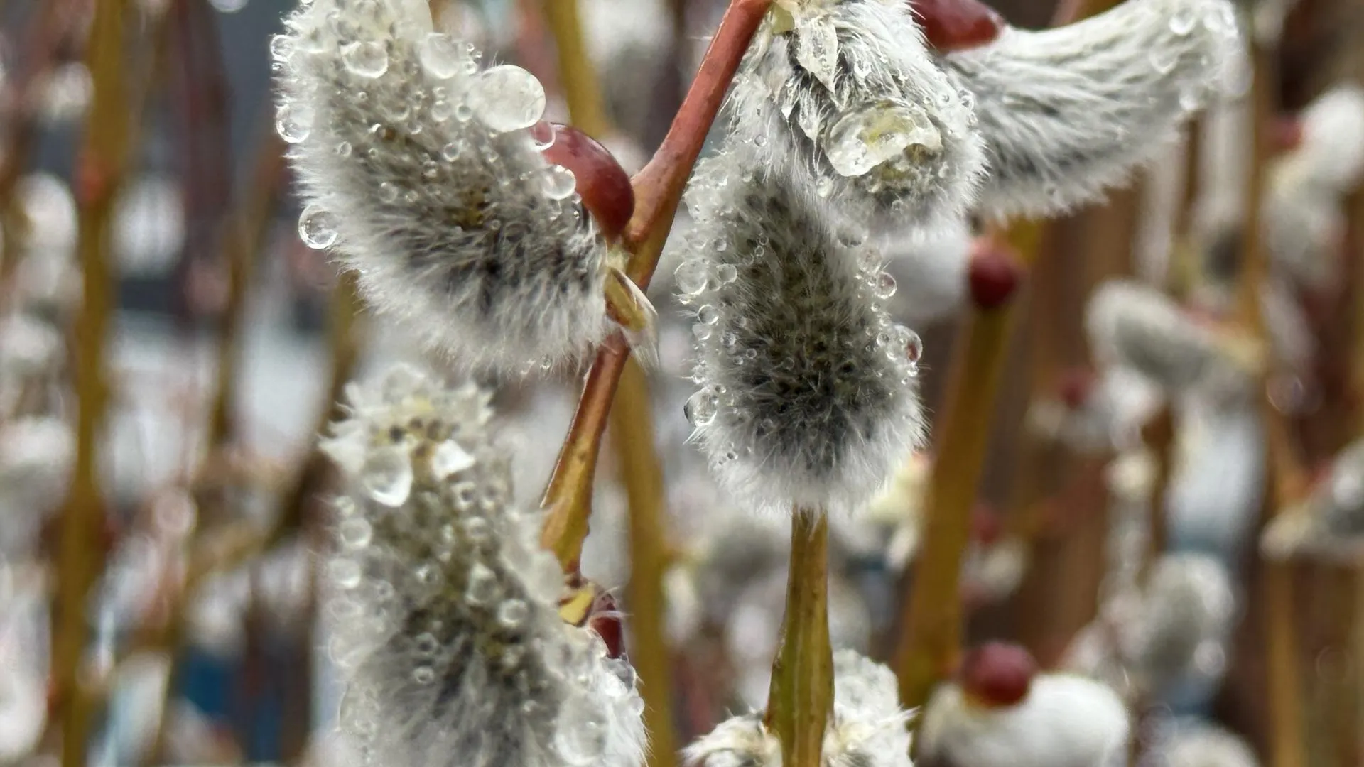 REGIONS/Александр Легкий