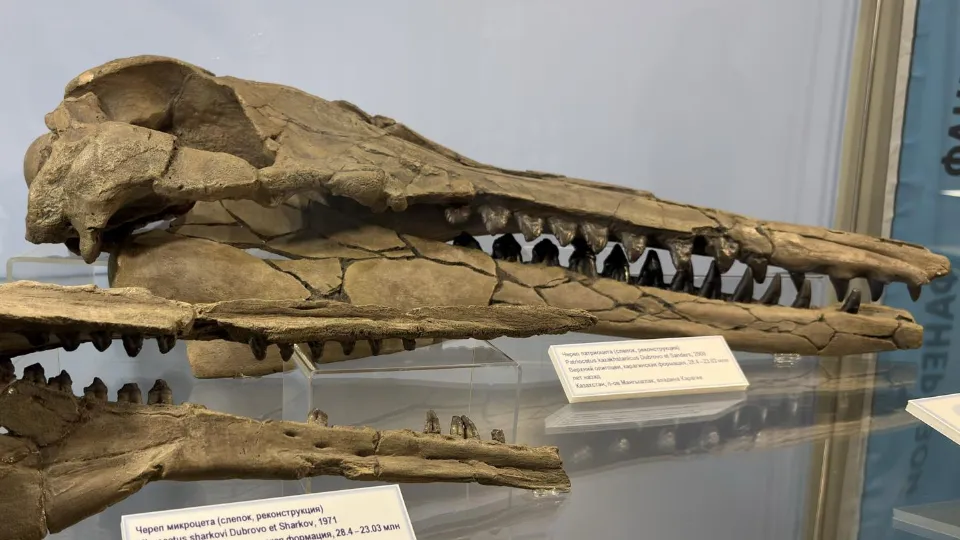 Фото: МедиаБанк Подмосковья/Анна Нестерова