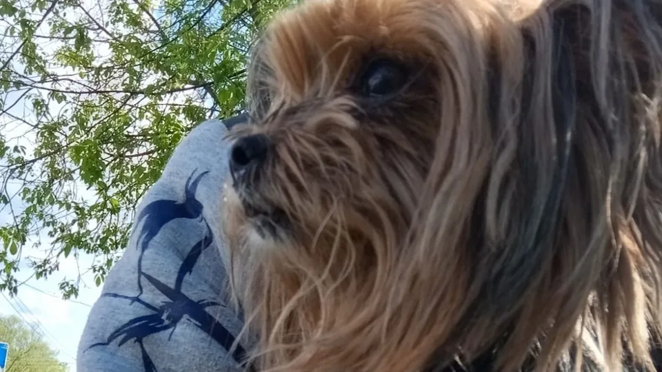 Фото: vk.com/Подслушано | Истра/Kristina Kristi