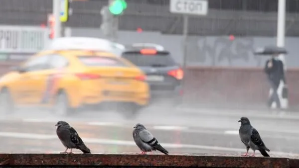 Подмосковных водителей предупредили о грозе