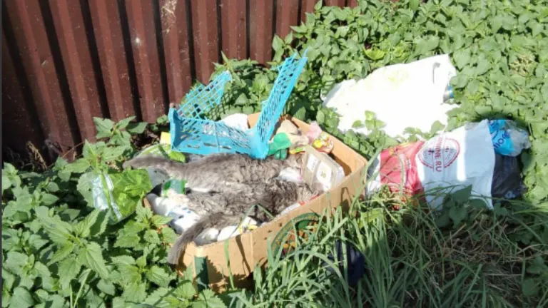 Фото: чат в Телеграме "Потеряшки: люди, питомцы, вещи"/https://t.me/Kartinsky_chat/89572/108706