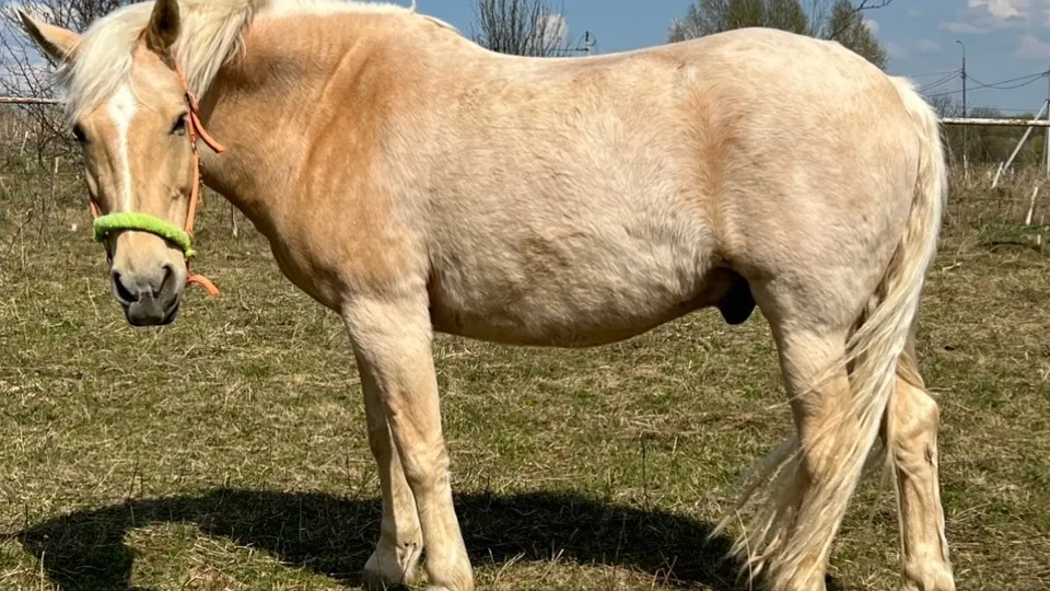 Фото: vk.com/Конный клуб «Лунный бриз»