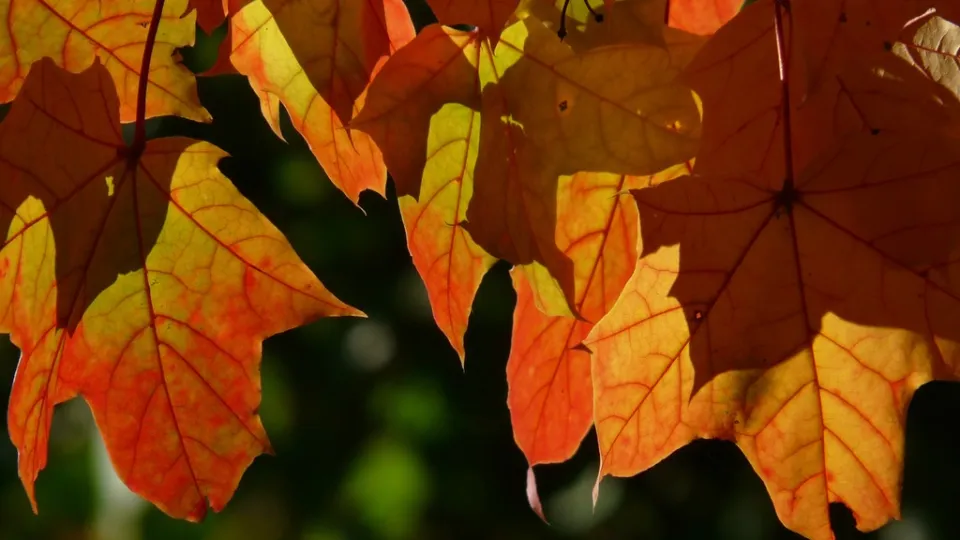 Фото: pxhere.com