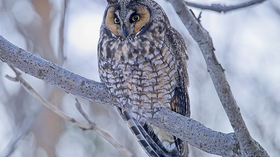 Фото: сommons.wikimedia/Mykola Swarnyk