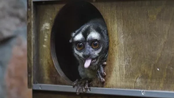 В Московском зоопарке у ночных обезьян родился малыш