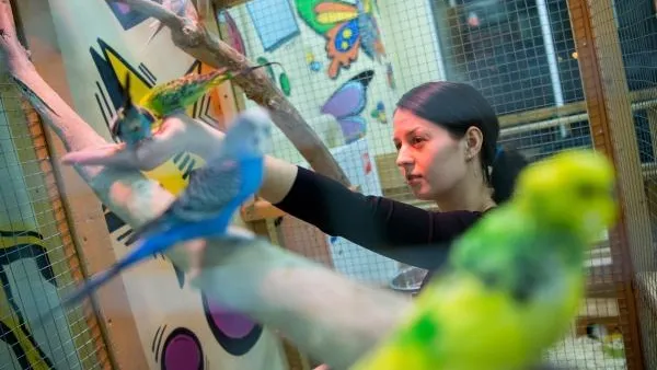 В Приморье за украденных попугаев грабителю грозит 10 лет тюрьмы