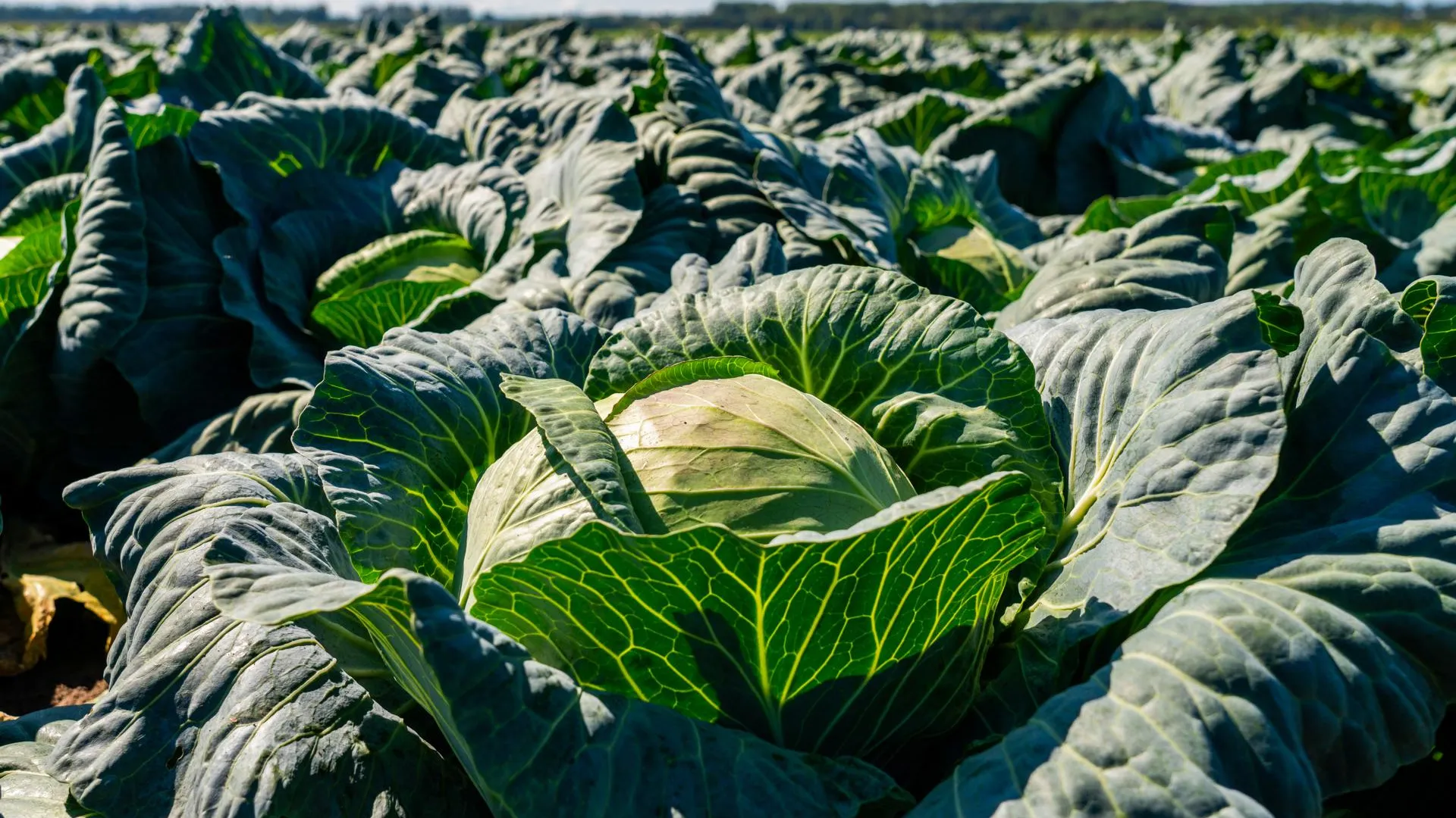 медиасток.рф