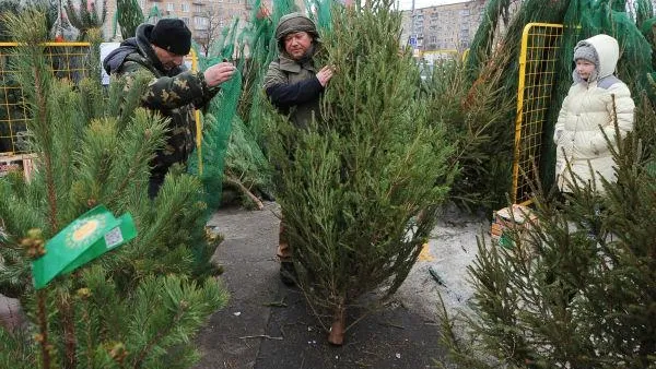 Русская ель на базаре будет стоить 500-700 рублей за погонный метр