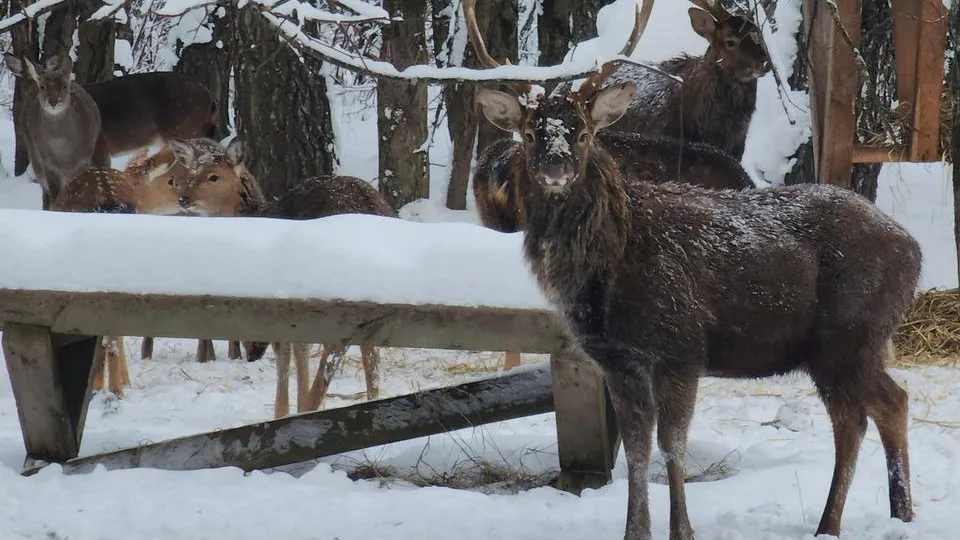 Фото: МедиаБанк Подмосковья/Валерия Исаева